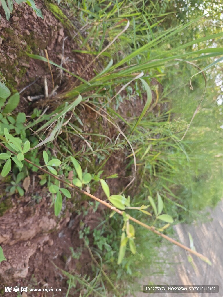 野外叢生的綠色植物