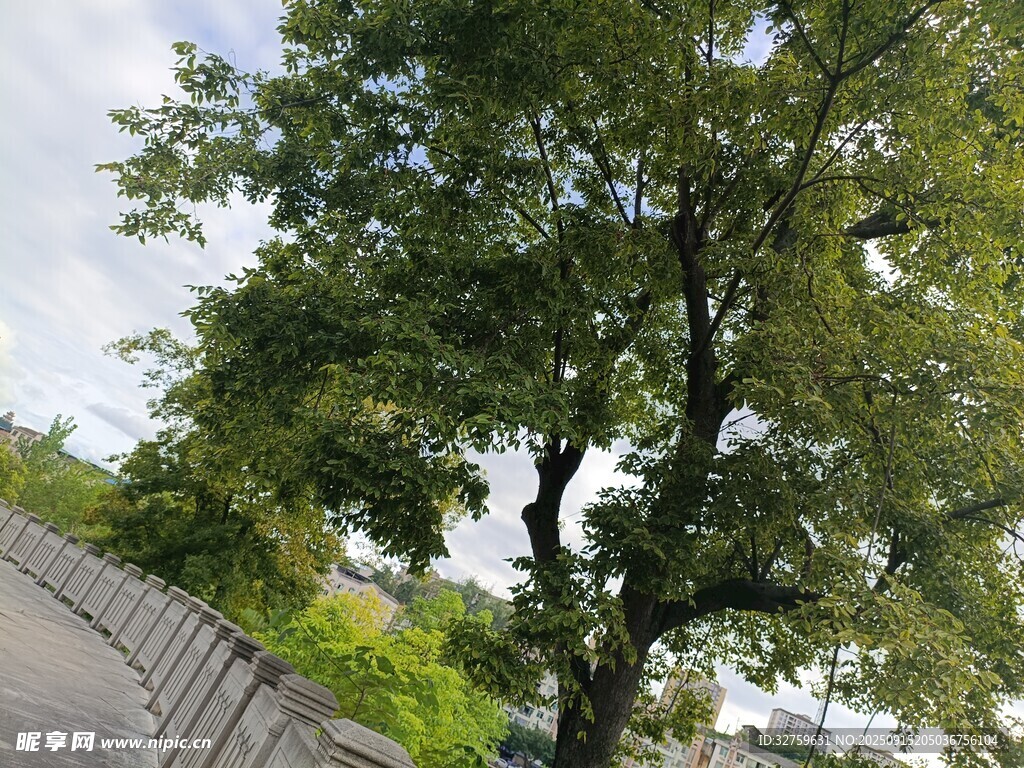 屋頂旁的蔥郁大樹