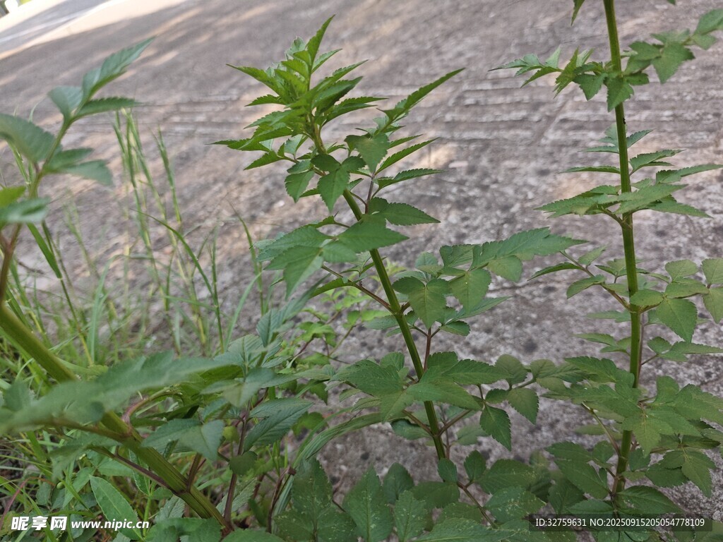 野外生長(zhǎng)的綠色植物