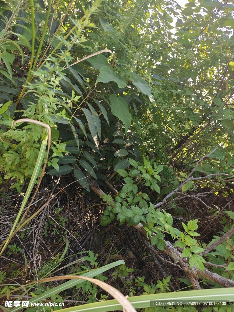 繁茂的野生植物景觀