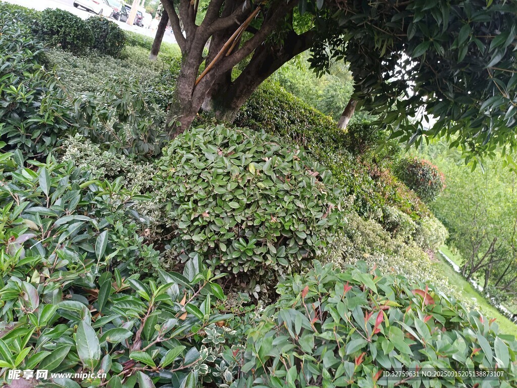 山坡上繁茂的綠植景觀