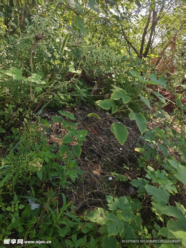 茂密叢林中的綠植景觀