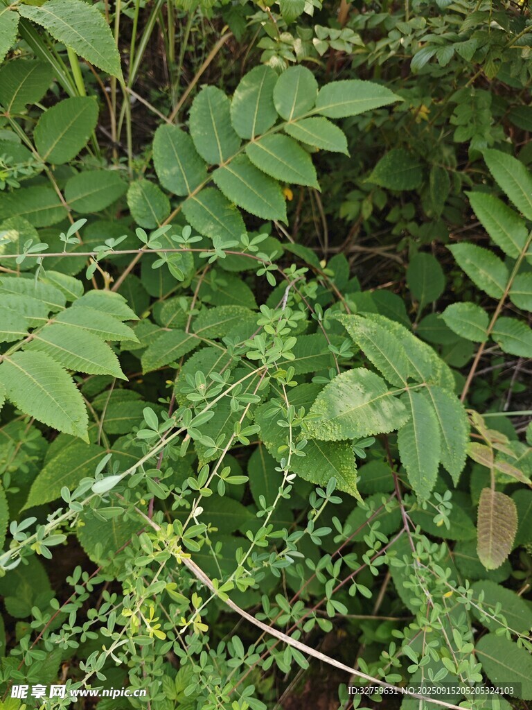繁茂綠葉植物特寫
