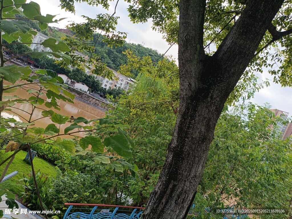 樹影下的城市景觀