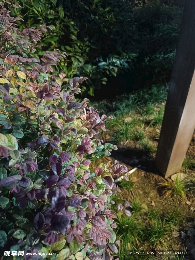 紫色植物與木柱的景致