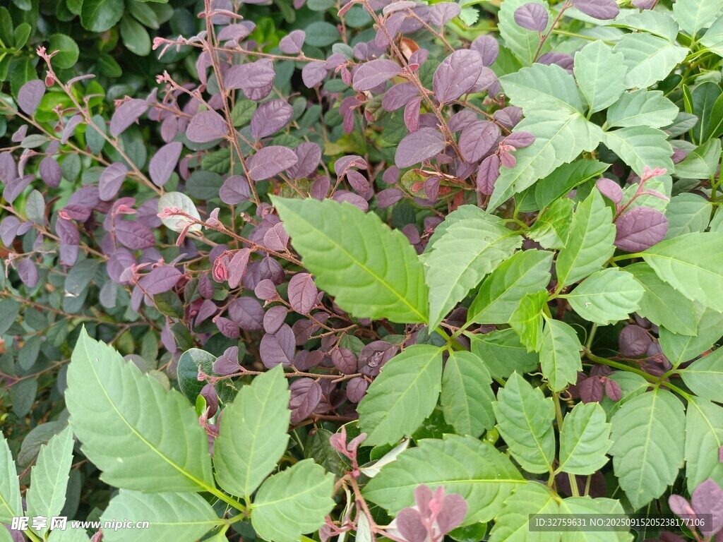 紫綠相間的多彩植物