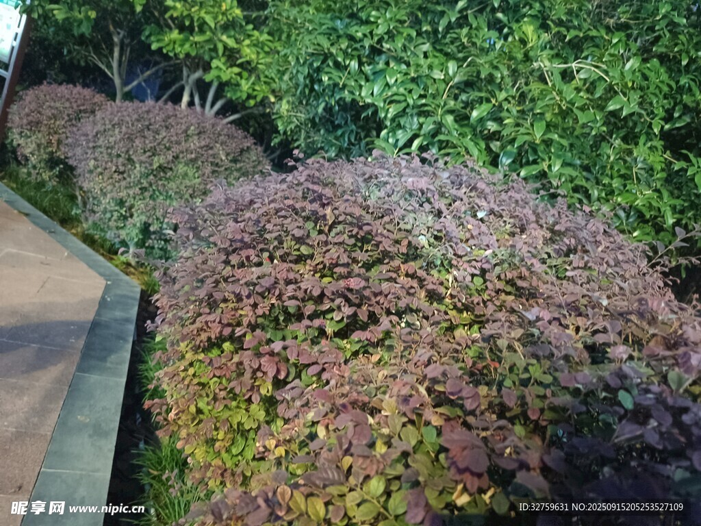 路邊多彩灌木叢景觀