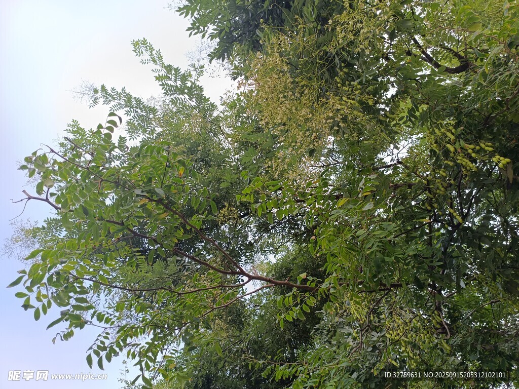 仰視蔥郁樹(shù)木景觀(guān)