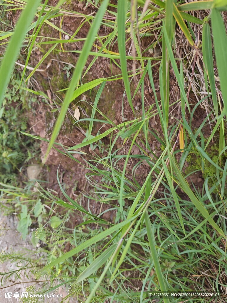 野外蔥郁的綠色叢生植物