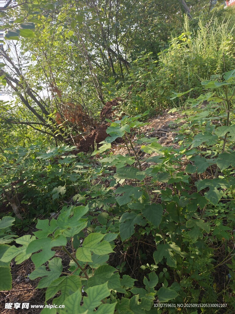 山坡上繁茂的綠植景象
