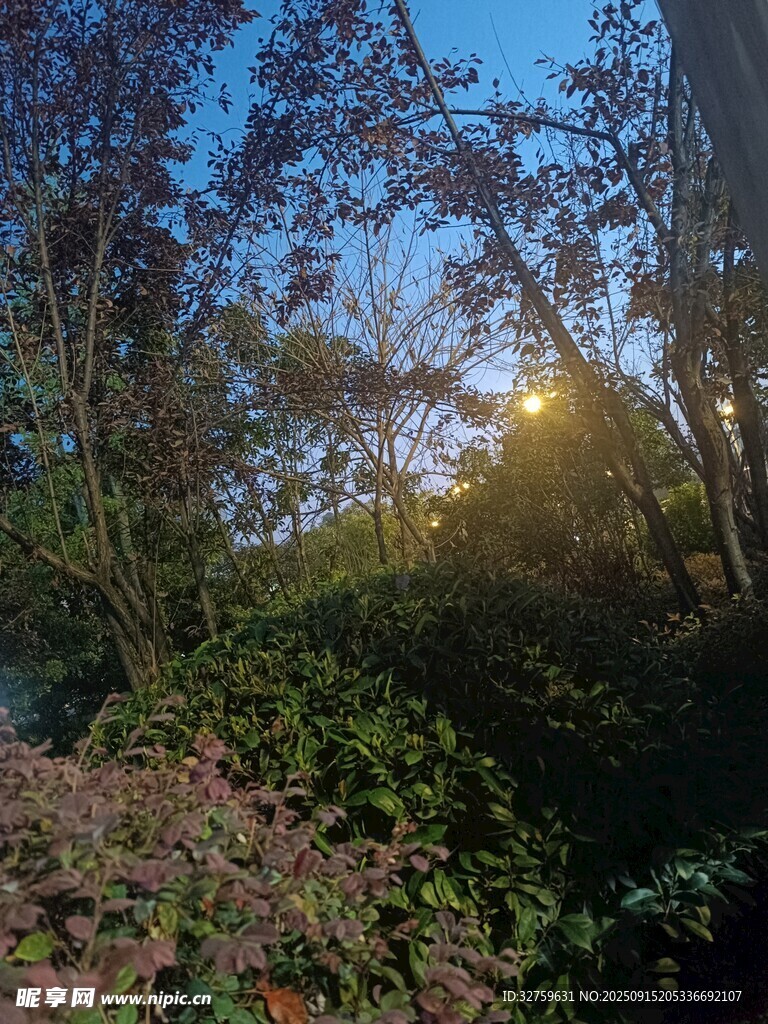 林間晨光美景