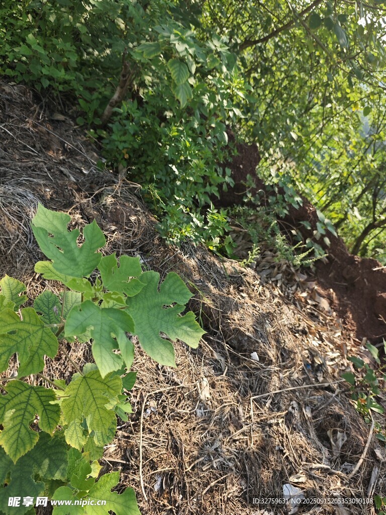 野外生長(zhǎng)的綠色植物