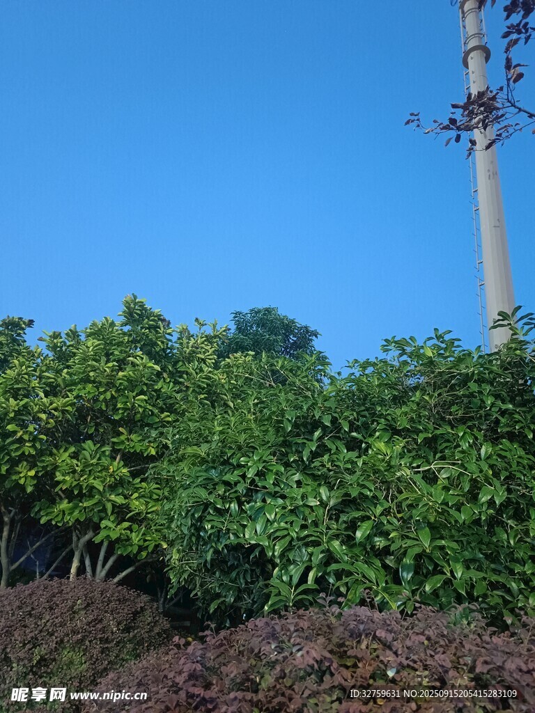 藍天綠植旁的通信鐵塔