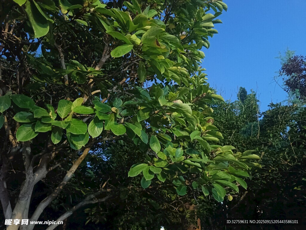 綠葉藍(lán)天間的繁茂樹木