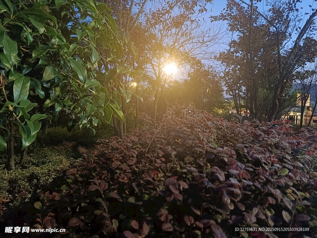 陽(yáng)光灑落林間植物景觀