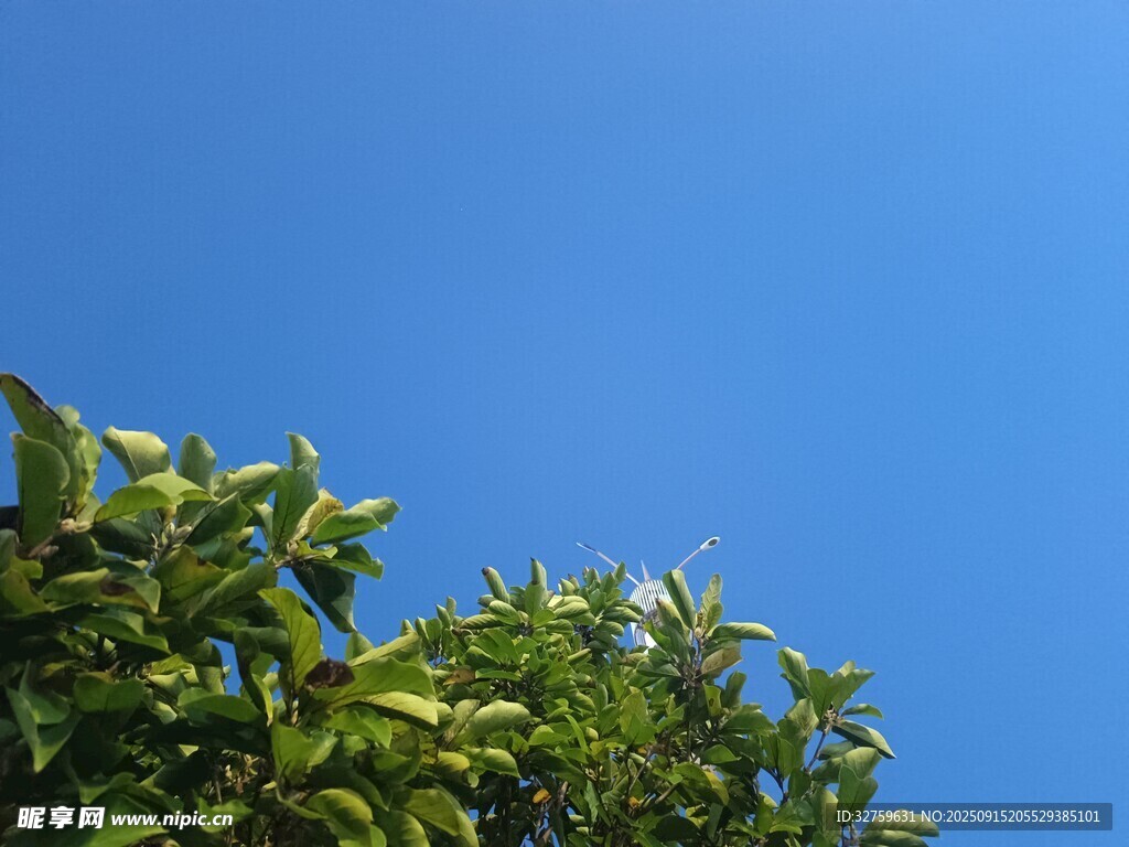 藍天綠葉清新景致