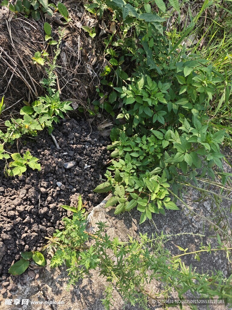 野外叢生的綠色植物