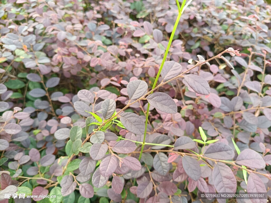 紫葉植物特寫