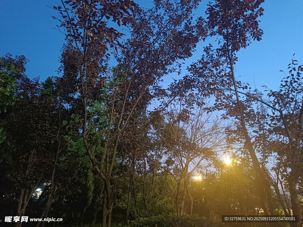 林間日出美景