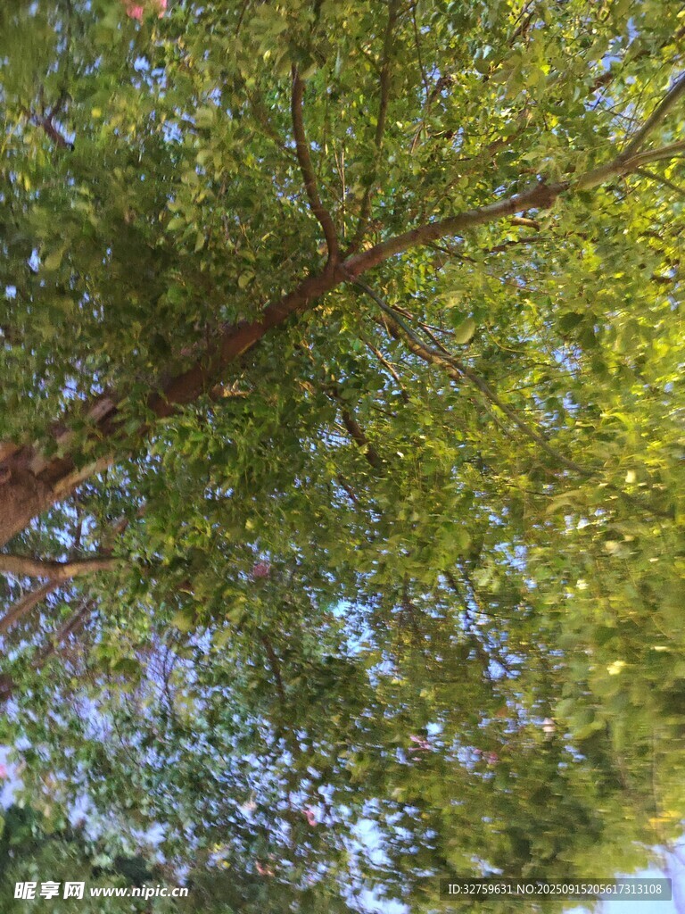 仰視繁茂綠樹樹冠