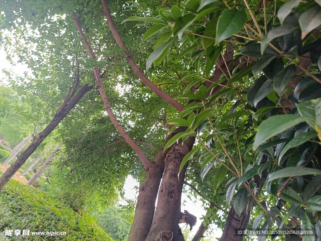 繁茂綠樹與周邊綠植景觀