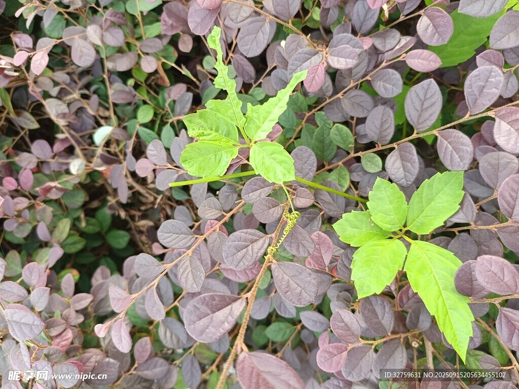 綠葉于紫葉叢中綻放