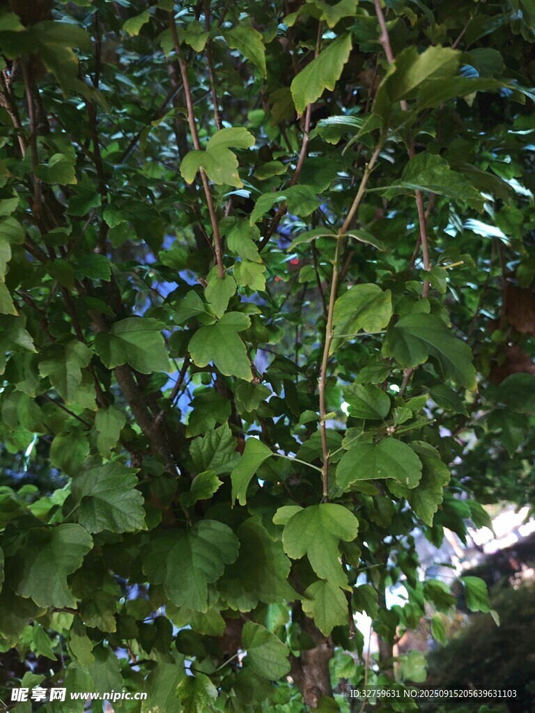 繁茂綠葉的生機(jī)景象