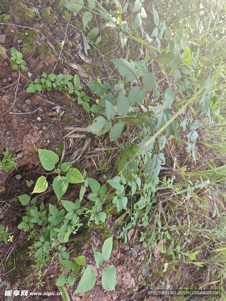 地面上的多樣綠色植物