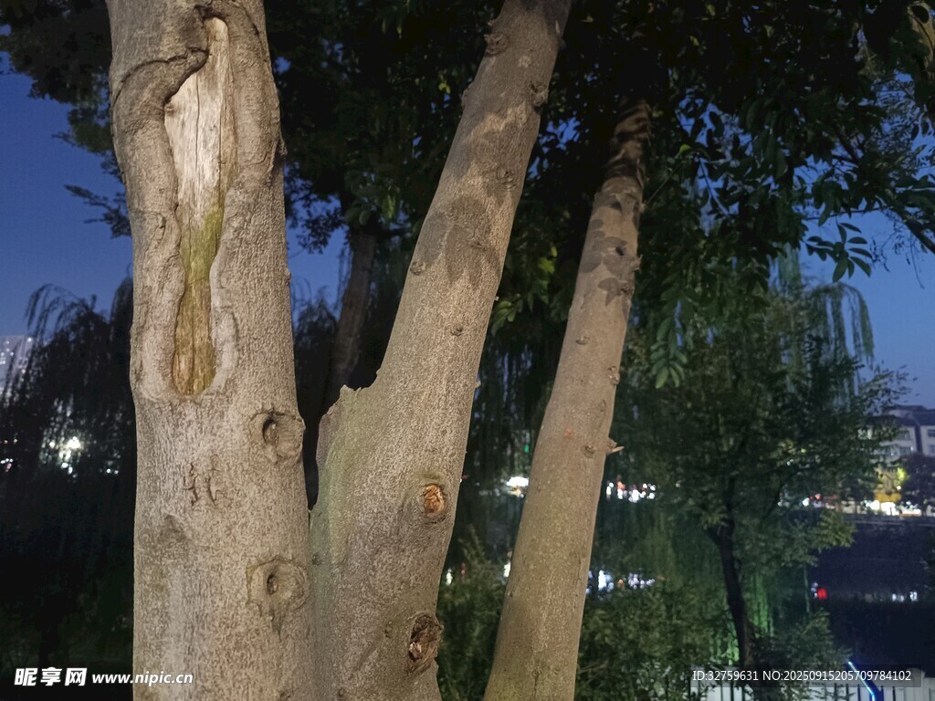 樹干特寫