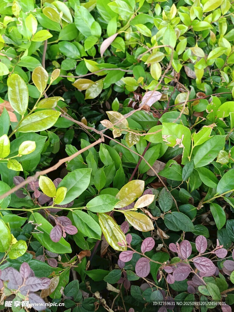 翠綠繁茂的植物景觀