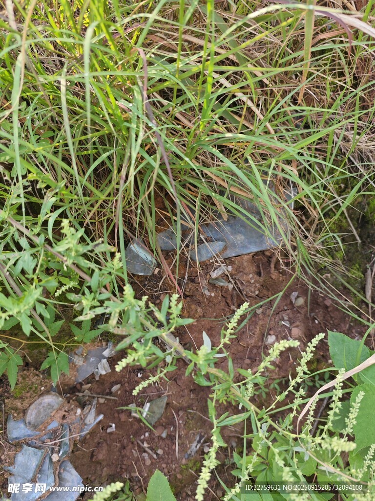 自然景觀中的綠植與石塊