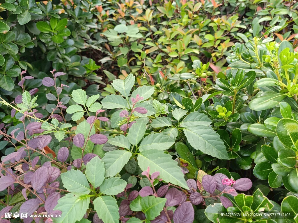 多彩植物景觀