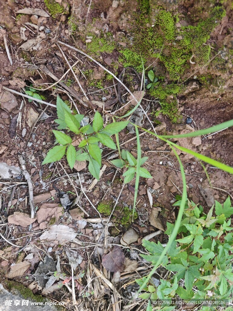 地面生長的嫩綠小植物