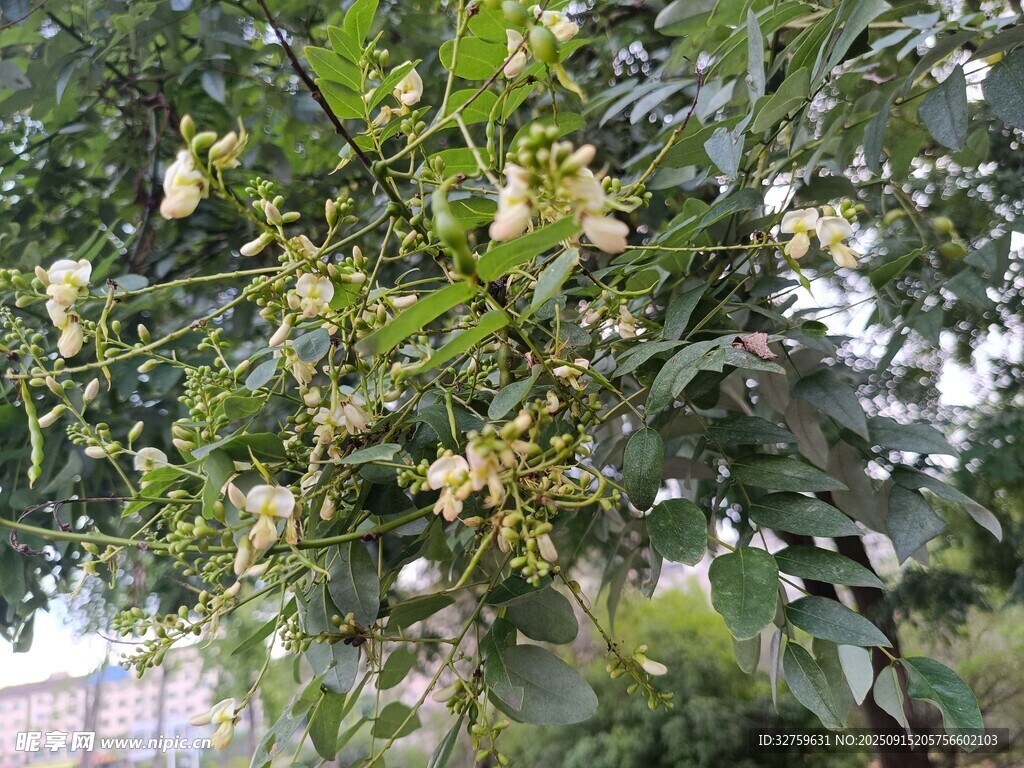 盛開的繁花枝頭