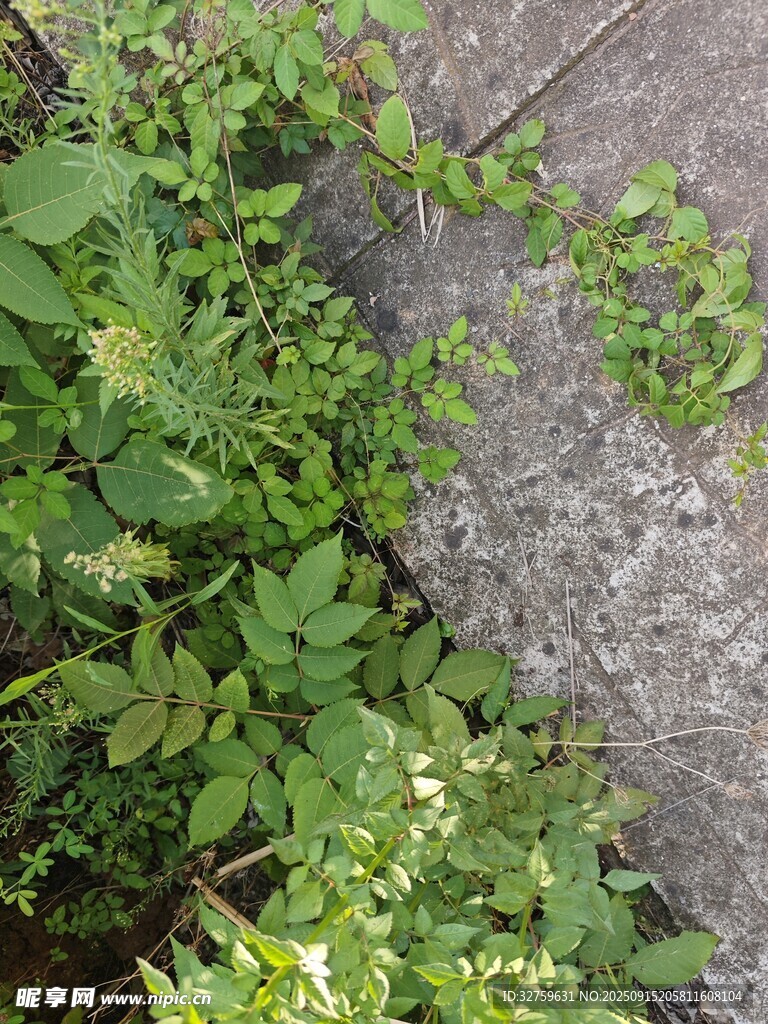 石縫間生長(zhǎng)的綠色植物