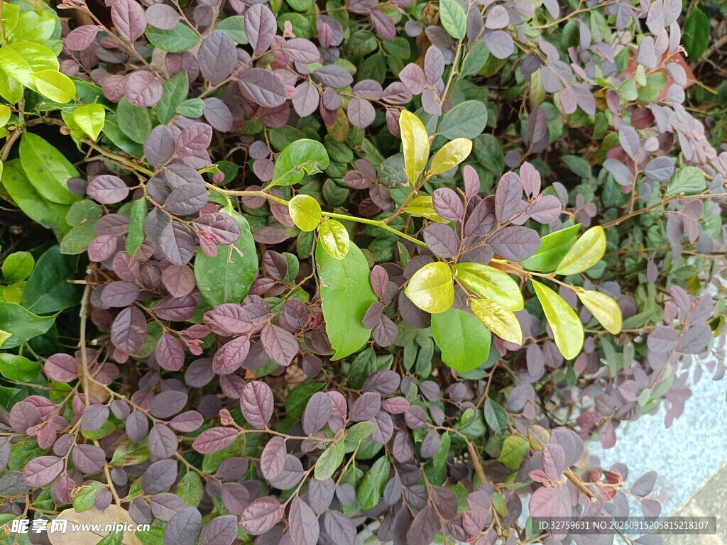 紫葉植物特寫