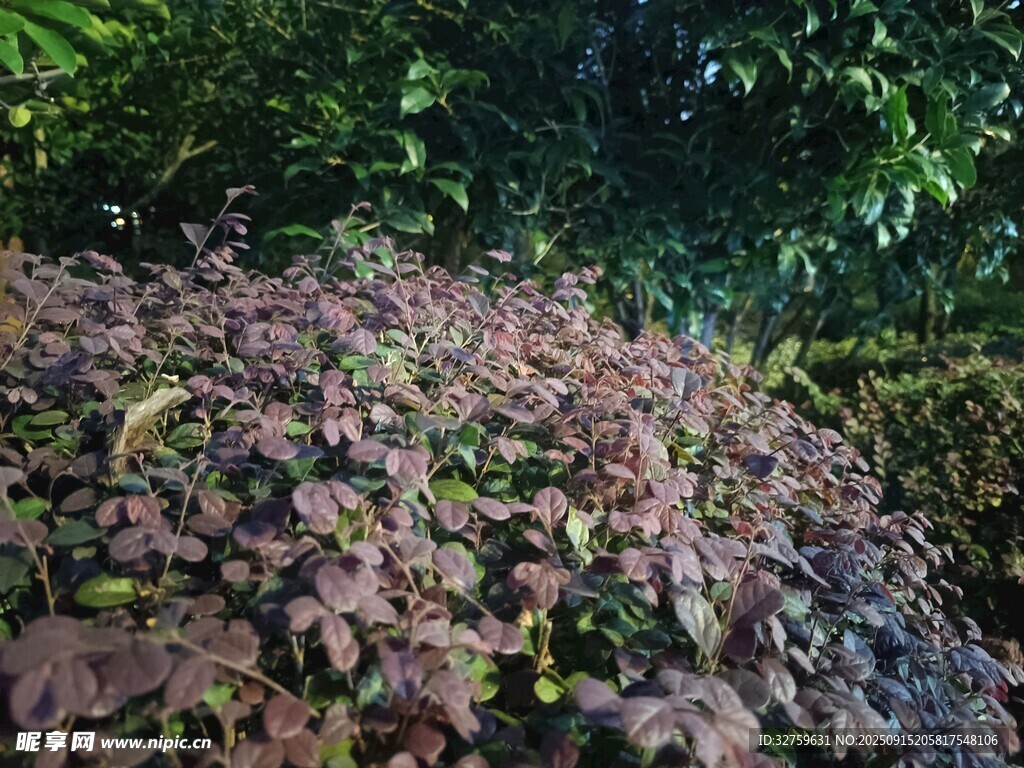 多彩植物景觀