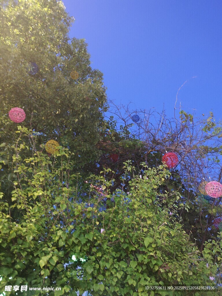 陽光下繁花盛開的綠植