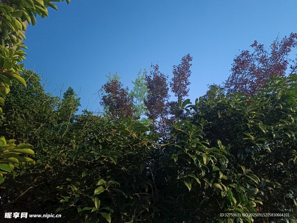 藍天映襯下的繁茂綠樹