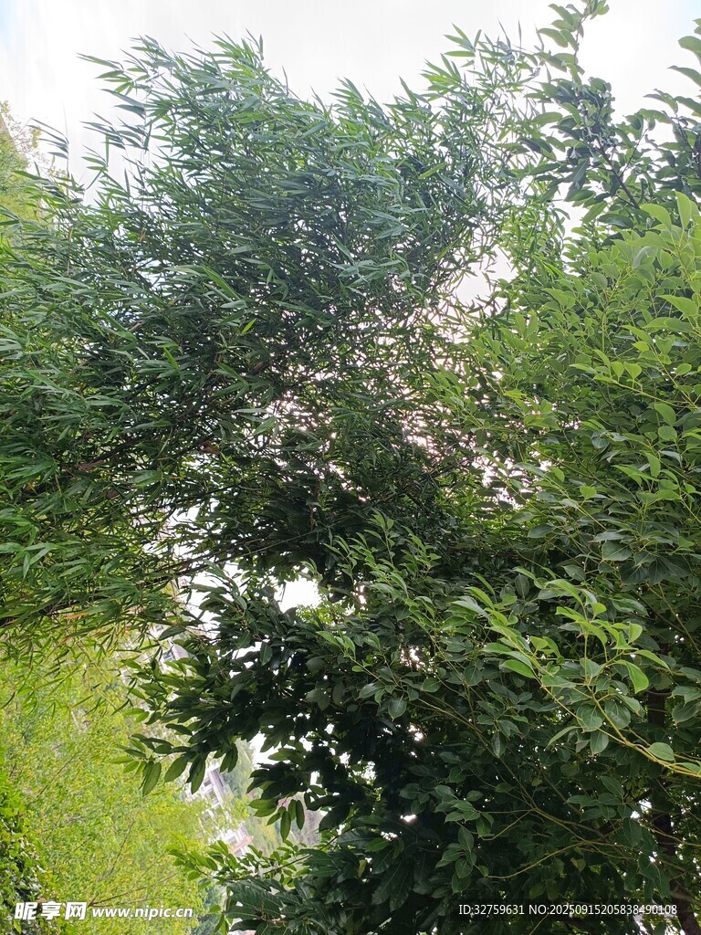 繁茂綠樹間的繁花綻放