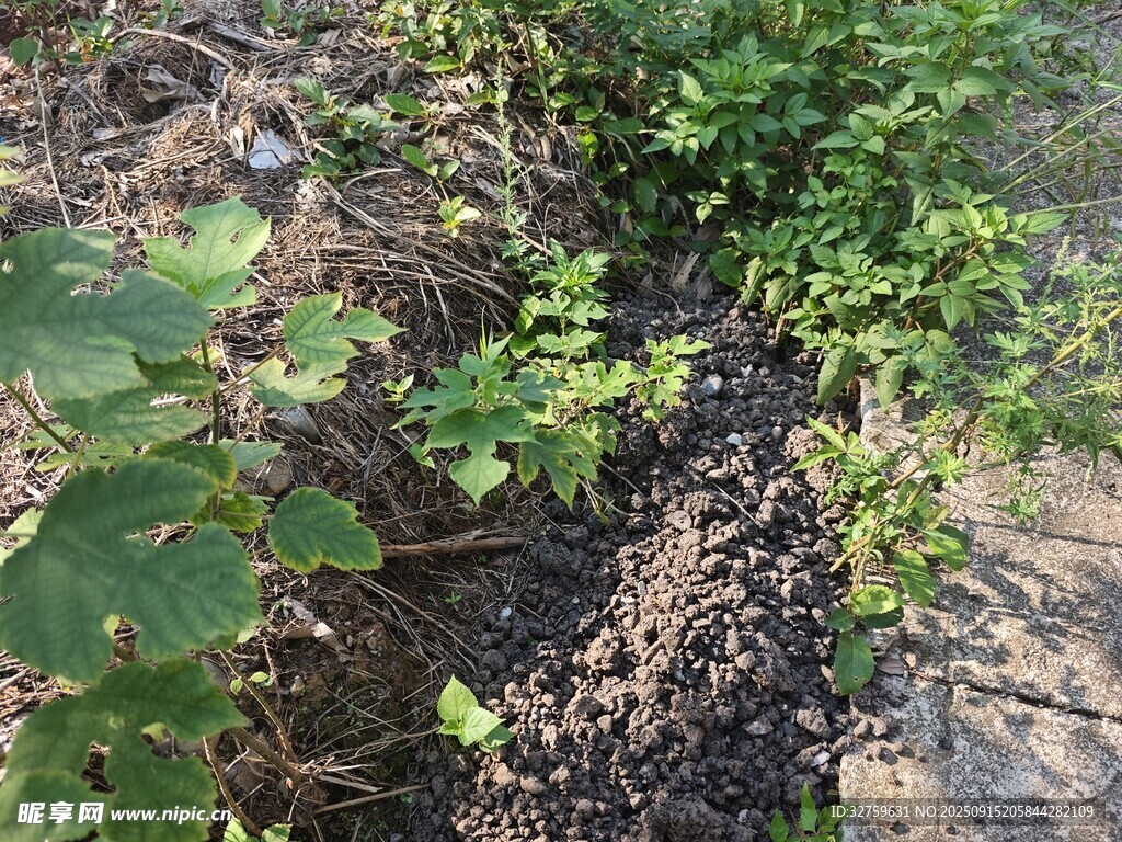 戶(hù)外綠植景觀
