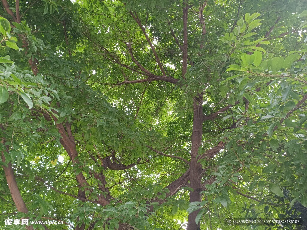 茂密綠意盎然的繁茂樹林