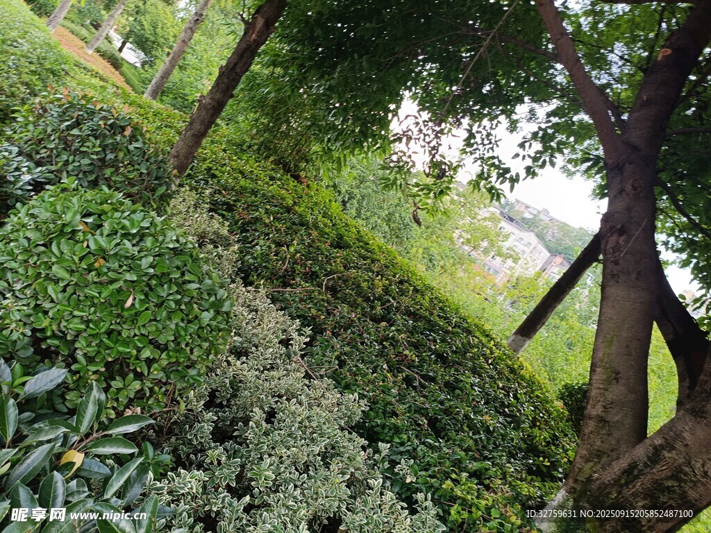 綠意盎然的戶外植物景觀