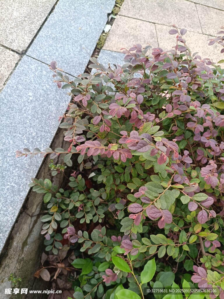路邊粉色繁茂植物景觀