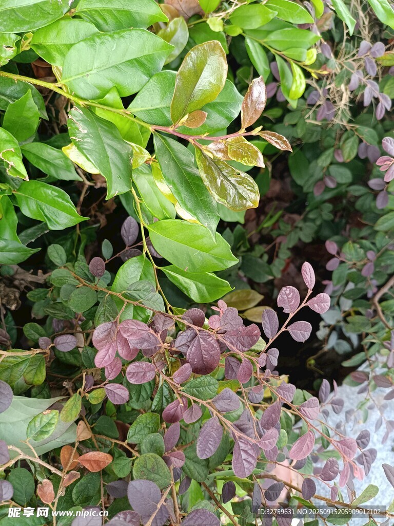 多彩植物葉片特寫