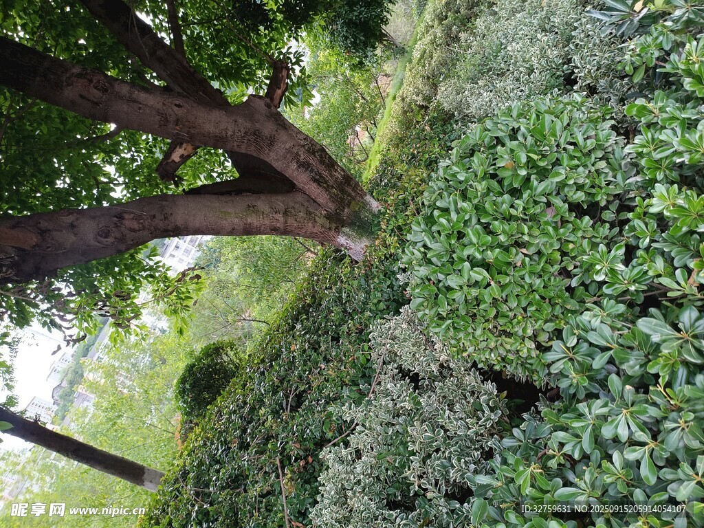 仰視繁茂樹木與綠植