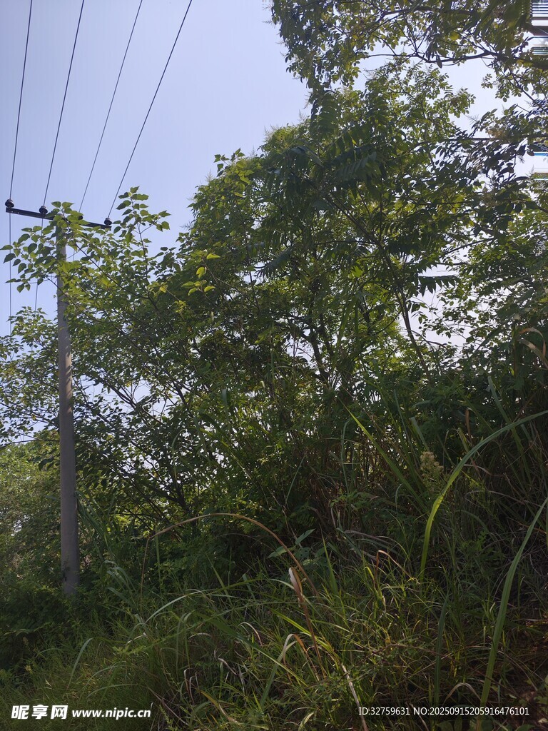 林間電線與繁茂綠植景觀