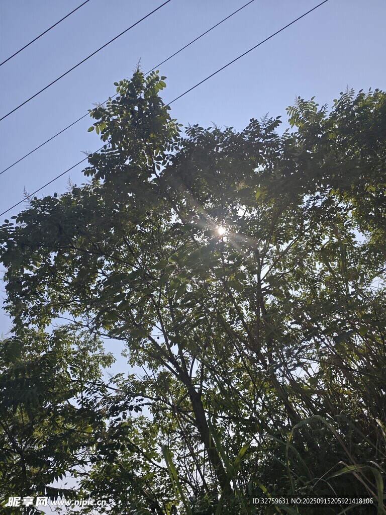 陽光穿透樹林的清新景象