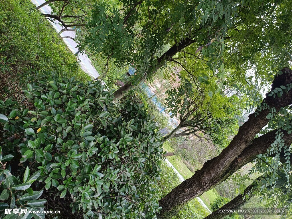 林間綠意盎然的自然景象