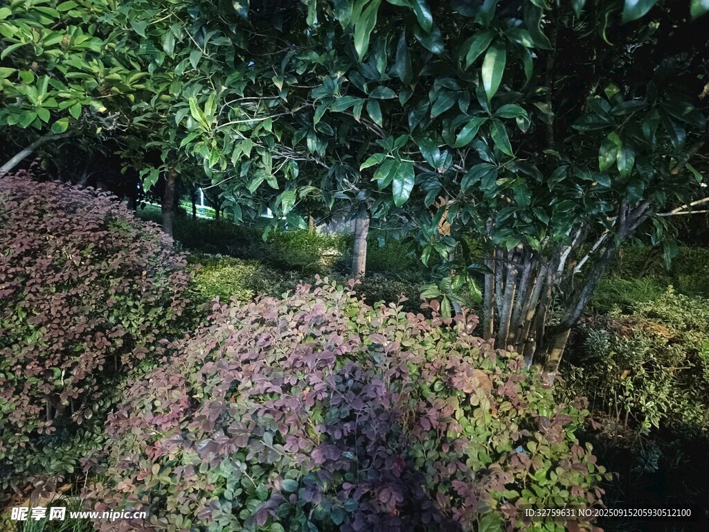 繁茂多彩的園林灌木叢